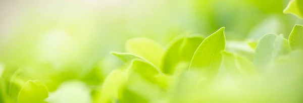 Primer Plano Hermosa Vista Naturaleza Hoja Verde Sobre Fondo Vegetación — Foto de Stock