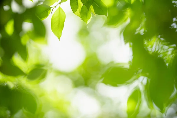 Bela Natureza Vista Folha Verde Fundo Vegetação Borrada Sob Luz — Fotografia de Stock