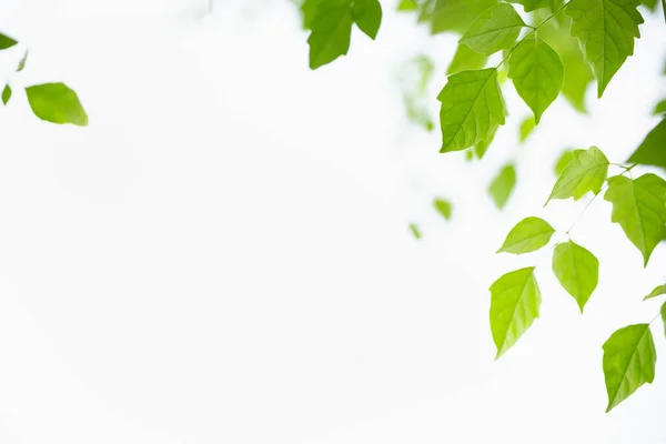 Vacker Natur Utsikt Grönt Löv Vit Himmel Bakgrund Solljus Med — Stockfoto