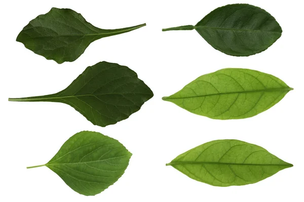 Closeup Set Green Nature Leaf Isolated Cutout White Background Clipping — Stock Photo, Image