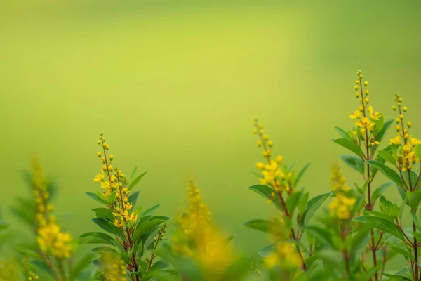 Крупним Планом Красива Міні Жовта Квітка Під Сонячним Світлом Використанням — стокове фото