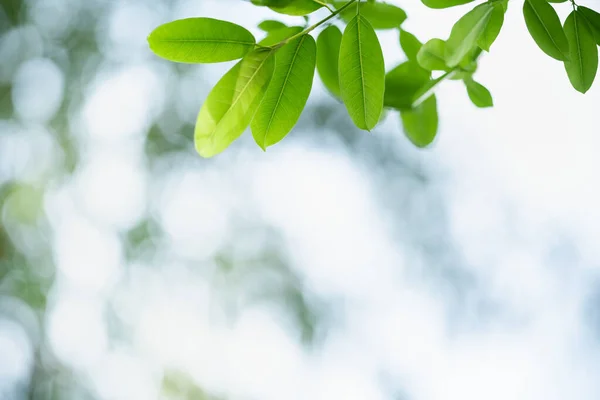 Bella Vista Sulla Natura Foglia Verde Sfondo Cielo Bianco Bokeh — Foto Stock