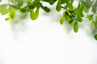 Beyaz gökyüzü arka planında güzel doğa manzarası yeşil yaprak ve arka planda doğal bitki manzarası, ekoloji duvar kağıdı konsepti kullanarak fotokopi alanı altında bokeh.