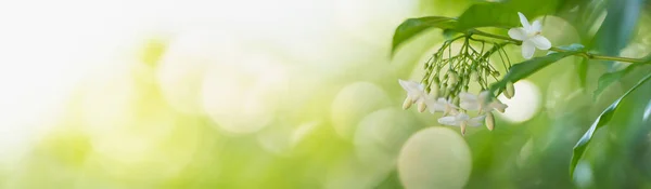 Крупним Планом Пилок Білої Квітки Розмитому Зеленому Тлі Під Сонячним — стокове фото