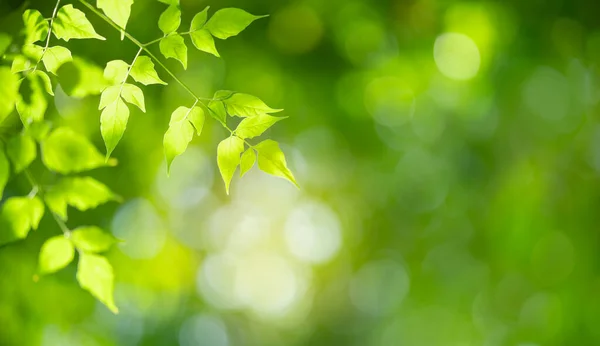 Όμορφη Θέα Στη Φύση Πράσινο Φύλλο Θολή Πράσινο Φόντο Κάτω — Φωτογραφία Αρχείου