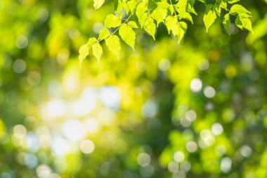 Güzel doğa manzaralı yeşil yaprak güneş ışığı altında bulanık yeşil arkaplan altında arka planda doğal bitkiler manzarası, ekoloji duvar kağıdı konsepti olarak kullanılarak fotokopi alanı.