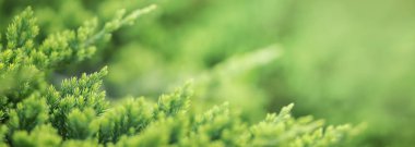 Fotokopi alanı arka plan kapağı konseptini kullanarak bahçedeki bulanık yeşil arkaplan üzerinde güzel doğa manzaralı yeşil yaprak yakın plan.