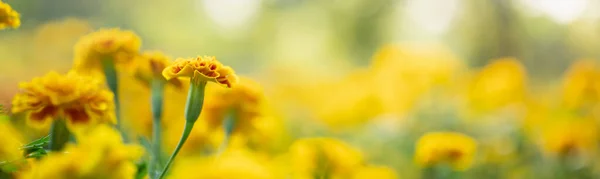 Крупним Планом Природа Жовта Помаранчева Квітка Розмитому Фоні Під Сонячним — стокове фото