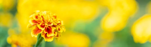 Крупним Планом Природа Жовта Помаранчева Квітка Розмитому Фоні Під Сонячним — стокове фото
