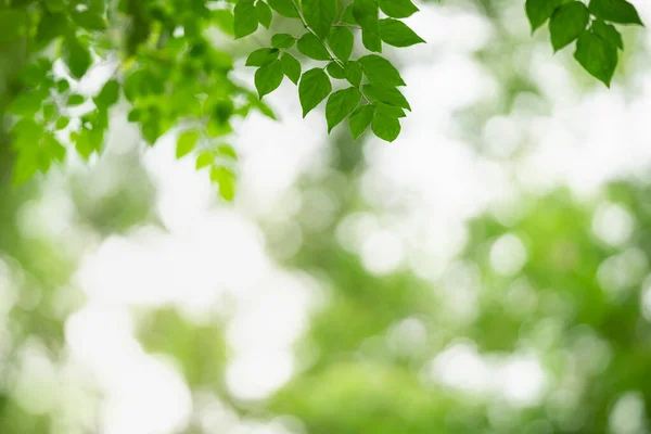 Hermosa Vista Naturaleza Hoja Verde Sobre Fondo Vegetación Borrosa Bajo — Foto de Stock