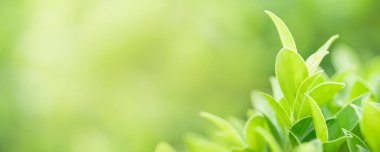 Fotokopi alanı arka plan kapağı konseptini kullanarak bahçedeki bulanık yeşil arkaplan üzerinde güzel doğa manzaralı yeşil yaprak yakın plan.