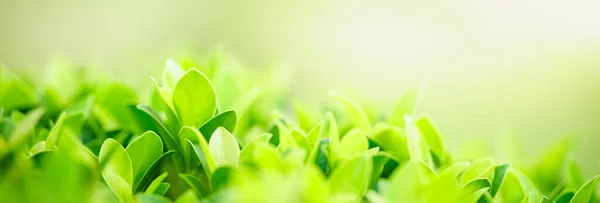 Close Van Prachtige Natuur Uitzicht Groen Blad Wazig Groen Achtergrond — Stockfoto