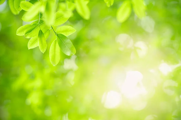 Bella Vista Sulla Natura Foglia Verde Sfondo Verde Sfocato Sotto — Foto Stock