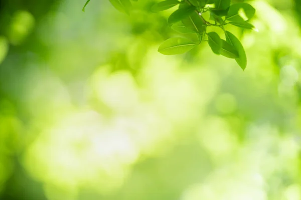 Bela Natureza Vista Folha Verde Fundo Vegetação Borrada Sob Luz — Fotografia de Stock