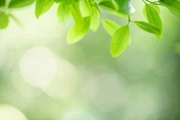 Bela Natureza Vista Folha Verde Fundo Vegetação Borrada Sob Luz — Fotografia de Stock