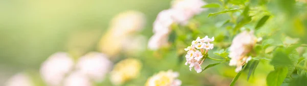 Крупним Планом Міні Біло Жовта Квітка Під Сонячним Світлом Копіювальним — стокове фото