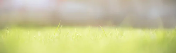 Soft Focus Green Grass Blurred Greenery Background Sunlight Copy Space — Φωτογραφία Αρχείου