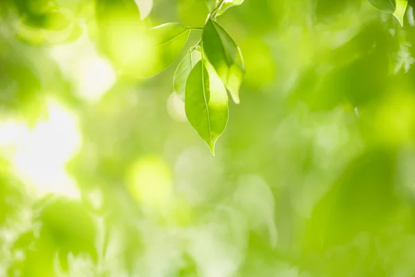 Bela Natureza Vista Folha Verde Fundo Vegetação Borrada Sob Luz — Fotografia de Stock