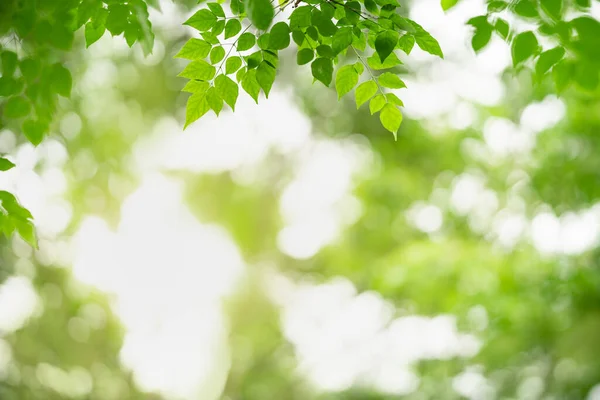 Bela Natureza Vista Folha Verde Fundo Vegetação Borrada Sob Luz — Fotografia de Stock