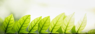 Güzel doğa manzaralı yeşil yaprak bulanık yeşil arkaplan altında arka planda güneş ışığı altında fotokopi alanı kullanarak arka plan kapağı konsepti.