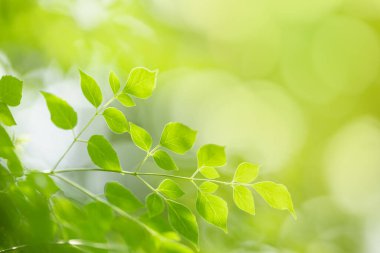 Güzel doğa manzaralı yeşil yaprak güneş ışığı altında bulanık yeşil arkaplan altında arka planda doğal bitkiler manzarası, ekoloji duvar kağıdı konsepti olarak kullanılarak fotokopi alanı.