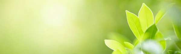 Primer Plano Hermosa Vista Naturaleza Hoja Verde Vegetación Borrosa Bajo — Foto de Stock