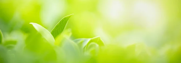 Close Van Prachtige Natuur Uitzicht Groen Blad Wazig Groen Onder — Stockfoto