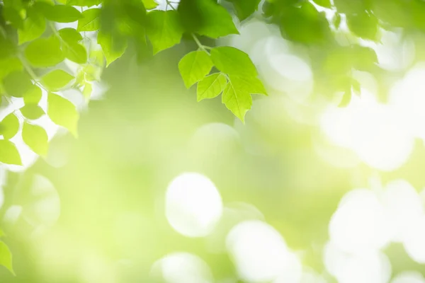 Krásná Příroda Pohled Zelený List Rozmazané Zeleně Pozadí Pod Slunečním — Stock fotografie