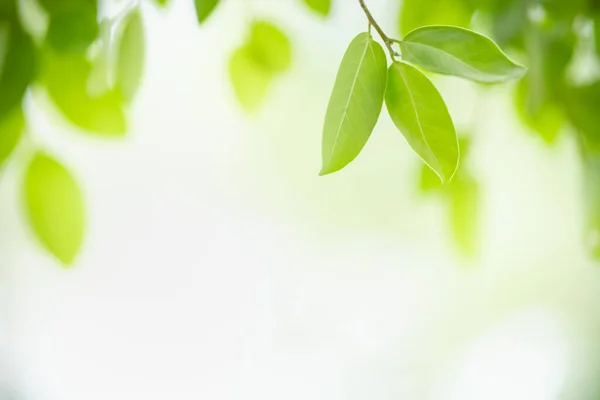 Vacker Natur Utsikt Grönt Löv Suddig Grönska Och Vit Himmel — Stockfoto