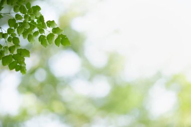 Güzel doğa manzaralı yeşil yaprak güneş ışığı altında bulanık yeşil arkaplan altında arka planda doğal bitkiler manzarası, ekoloji duvar kağıdı konsepti olarak kullanılarak fotokopi alanı.