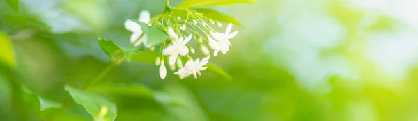 Gros Plan Mini Fleur Blanche Sous Lumière Soleil Avec Espace — Photo