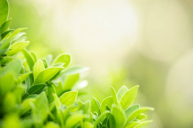 Güzel doğa manzaralı yeşil yaprak güneş ışığı altında bulanık yeşil arkaplan altında arka planda doğal bitkiler manzarası, ekoloji duvar kağıdı konsepti olarak kullanılarak fotokopi alanı.