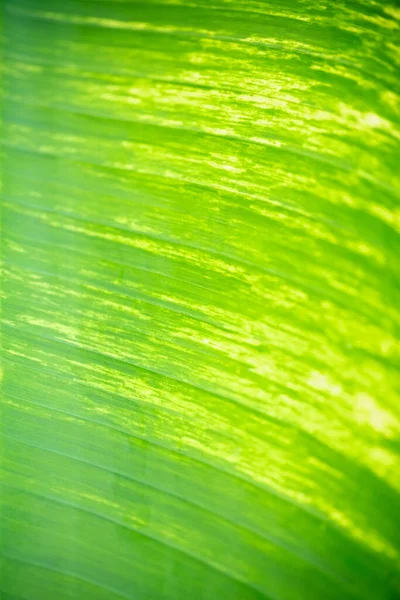 Abstrakte Nahaufnahme Von Schönen Natur Grünen Bananenblatt Mit Als Hintergrund — Stockfoto