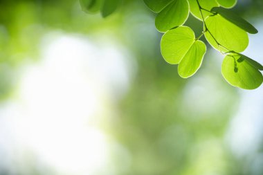 Güzel doğa manzaralı yeşil yaprak güneş ışığı altında bulanık yeşil arkaplan altında arka planda doğal bitkiler manzarası, ekoloji duvar kağıdı konsepti olarak kullanılarak fotokopi alanı.