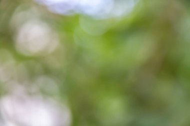 Yeşil bokeh arkaplan, yeşil bokeh, yeşil bokeh soyut, odak nesnesi değil, soyut arkaplan