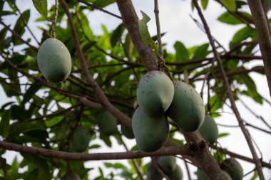 Mango asma, mango tarlası, beyaz yalıtılmış, tarımsal konseptli mango çiftliği, tarım endüstrisi kavramı