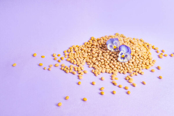 Соевые бобы тофу и соевое молоко заменят вегетарианское минималистичное вегетарианское пространство для копирования негативное пространство пастельно-фиолетовое ваксовое питание стиль вдохновения