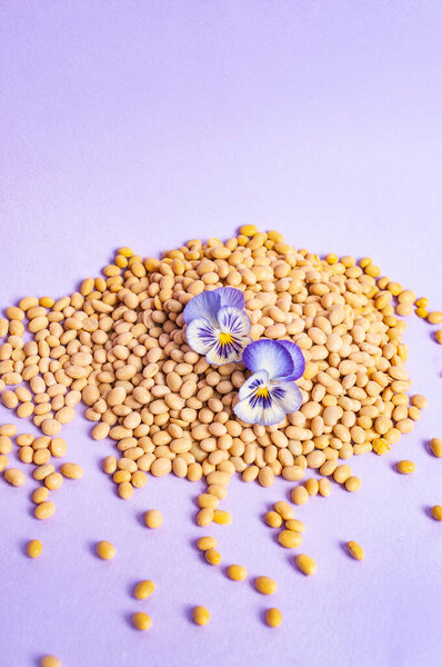 Соевые бобы тофу и соевое молоко заменят вегетарианское минималистичное вегетарианское пространство для копирования негативное пространство пастельно-фиолетовое ваксовое питание стиль вдохновения