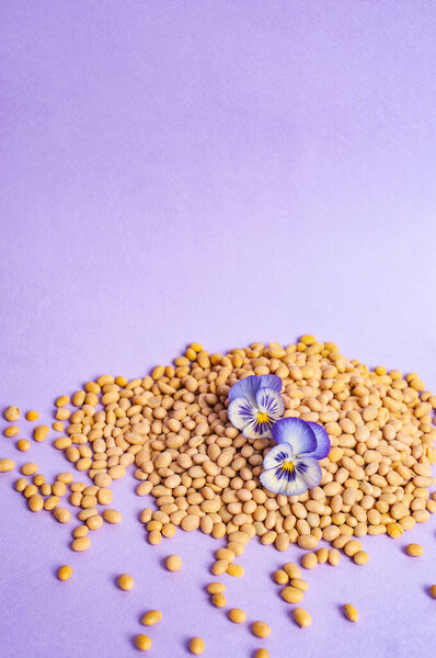 Соевые бобы тофу и соевое молоко заменят вегетарианское минималистичное вегетарианское пространство для копирования негативное пространство пастельно-фиолетовое ваксовое питание стиль вдохновения