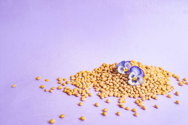 Соевые бобы тофу и соевое молоко заменят вегетарианское минималистичное вегетарианское пространство для копирования негативное пространство пастельно-фиолетовое ваксовое питание стиль вдохновения