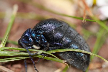 Siyah yağ böceği ya da siyah Mayıs solucanı, Latince adı Meloe proscarabaeus, çimenlerde kıvrılmış