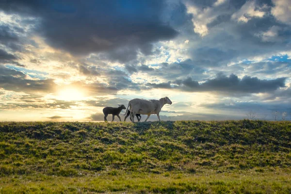 Weiße Schafmutter Mit Zwei Schwarzen Lämmern Geht Auf Einem Grünen — Stockfoto