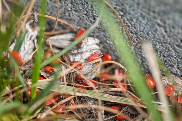 Траве Прячется Много Маленьких Красных Огненных Жуков Латинских Pyrrhocoridae Первые — стоковое фото