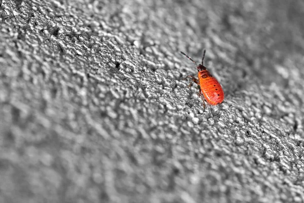 Singolo Giovane Insetto Rosso Arancio Del Fuoco Chiamato Pyrrhocoridae Corre — Foto Stock