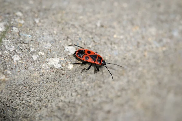 成長した大人の赤い火の虫ピュロコレイデス美しい黒い背中のパターンは灰色のコンクリートブロックの上を一人で歩く — ストック写真