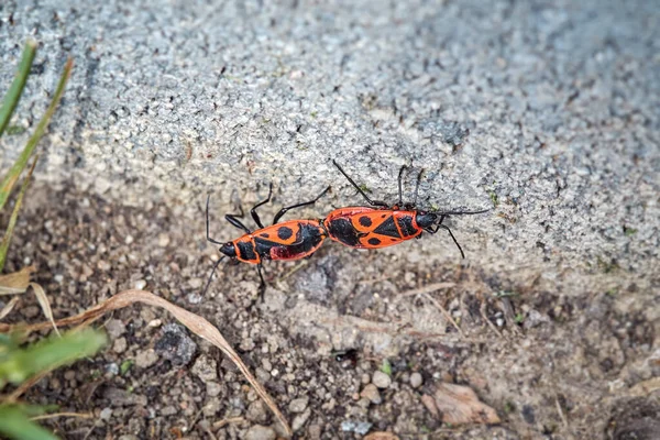 Dva Ohniví Brouci Zvaní Pyrhocoridae Spojili Při Páření Brouk Zádech — Stock fotografie