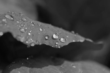 Kohlrabi yaprağı yan görünümü, siyah beyaz görüntü, ince su damlacıkları, seçici odaklanma