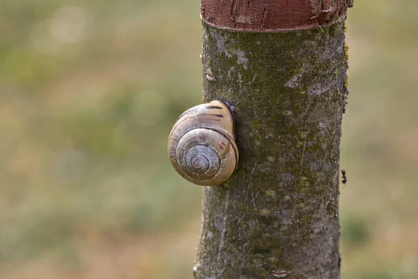 Grove Cepaea Κάθεται Σέρνεται Στο Σπίτι Ένα Στενό Κορμό Κερασιάς — Φωτογραφία Αρχείου