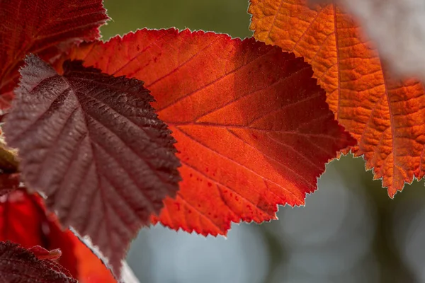Helder Rood Gekleurde Bladeren Van Een Hazelnoot Bush Zonnige Herfst — Stockfoto