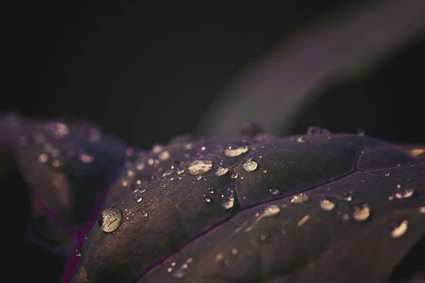 Detalle Una Hoja Kohlrabi Verde Oscuro Con Venas Plantas Púrpuras — Foto de Stock